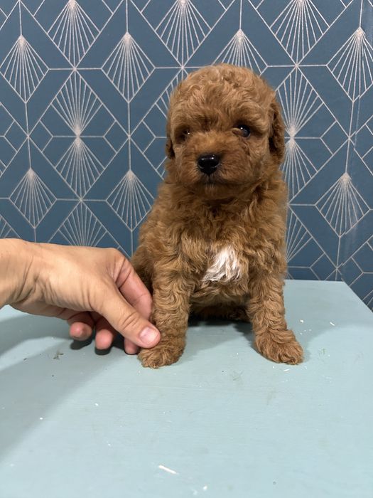 Caniche Poodle Toy cu Pedigree FCI