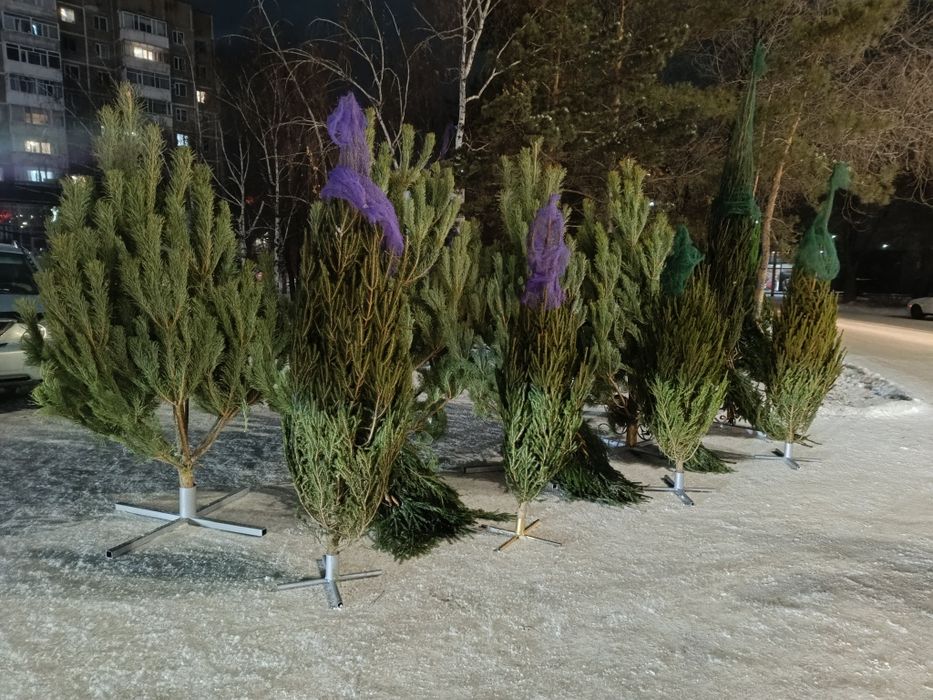 Ёлки ,Сона ,ель,пихта,новогодние