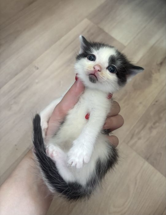 Отдам котенка(мальчик)
