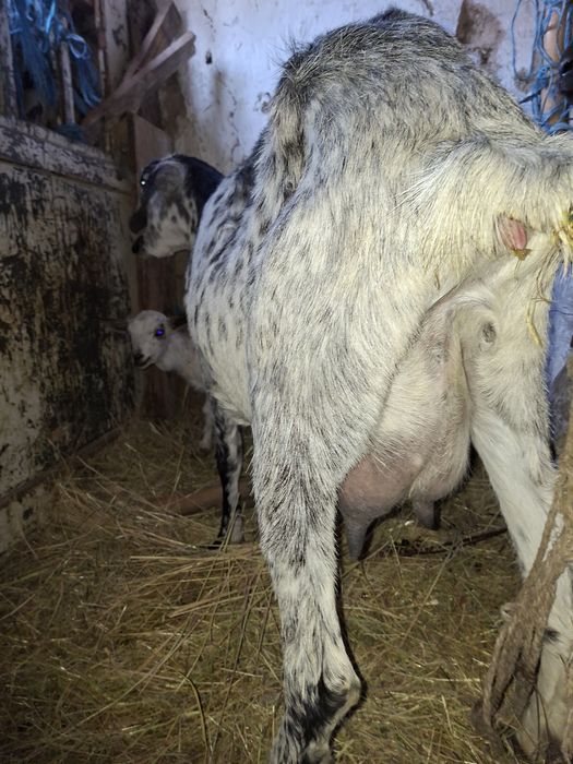 Capre anglonubian cu 2 iez