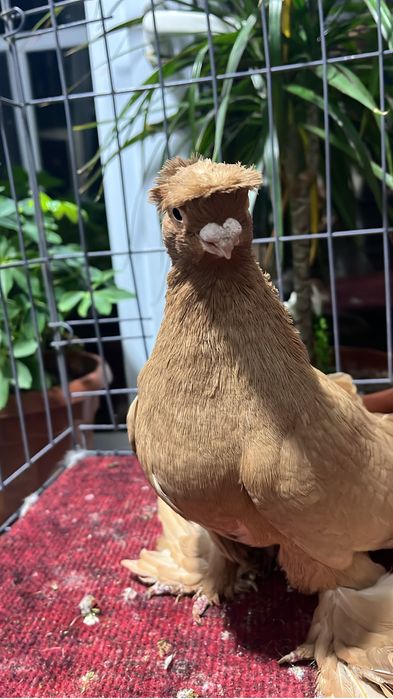 Көгершін/Голуби.