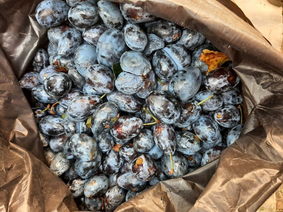 Vând prune pentru țuică