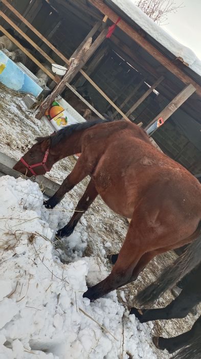 Продам тайчика .