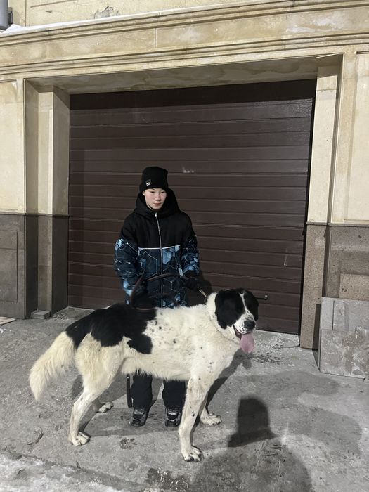 Продам кобеля алабая Линии Карабаса