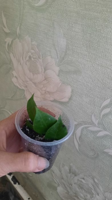 Комнатные цветы разные