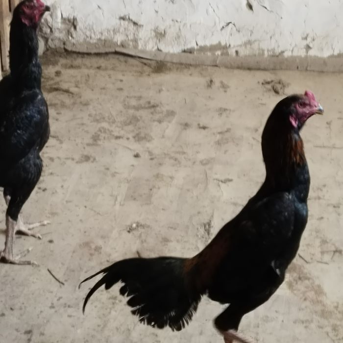 Продам дакана хороших кровей