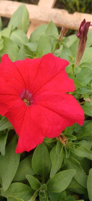 Цветы петунья и ТД.