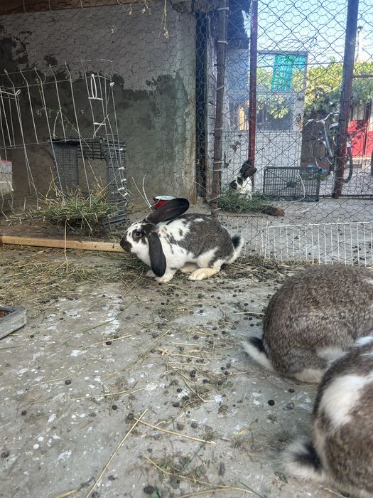 Vand  sau schimb iepuri  4 luni!