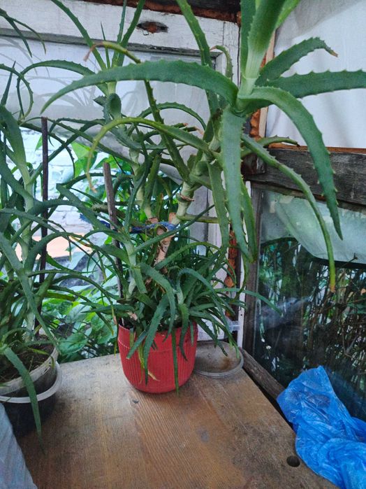 Алое вера лечебная