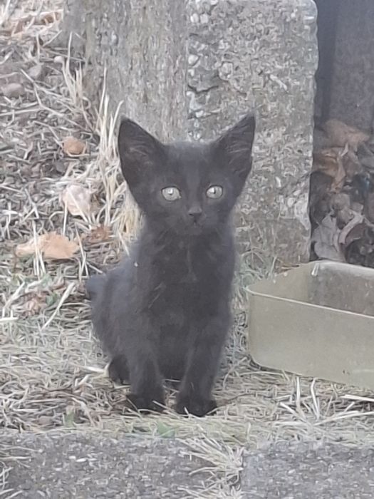 Подарявам котенца