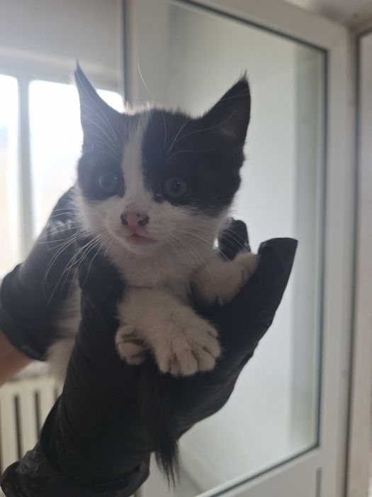 Отдам котёнка девочку 2 месяца