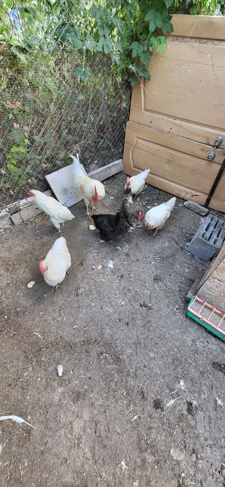 Продам кур домашних