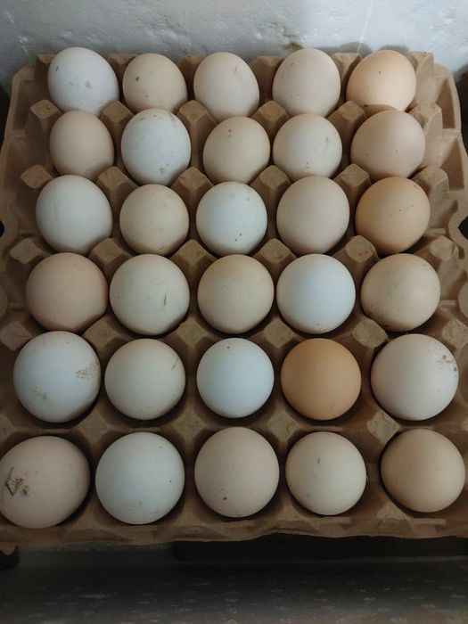 Продам Цесарья Другое