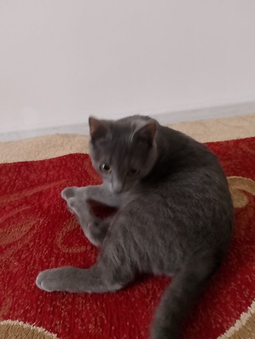 Кошка бесплатна!