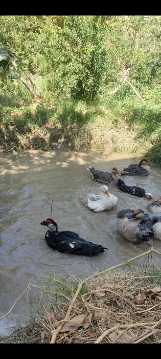 Bir para sariq gʻozlar sotiladi