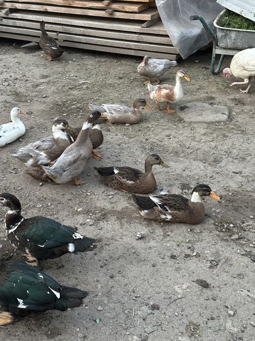 Rate de vanzare mite si galagioase