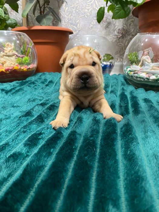 Очаровательные щенки шарпея.