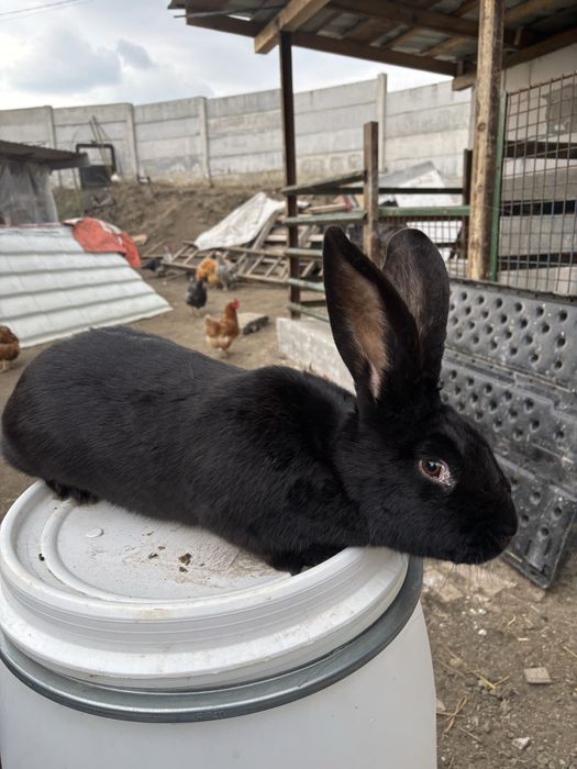 Vand o femela de fluture german