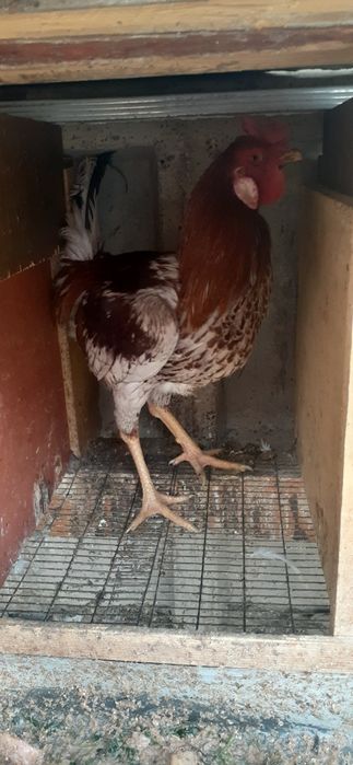 Kulangi sotiladi shu yilgi juja