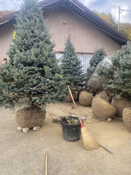 Brazi normandiana argintii