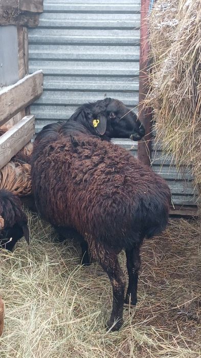 Продам барана производителя.