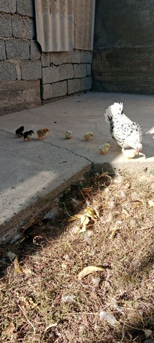 Куритса с сплятам