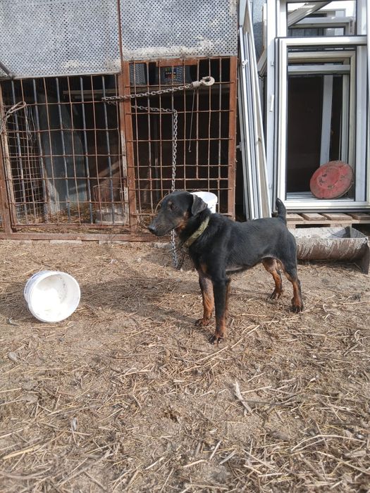 Ягтерьер  пара .