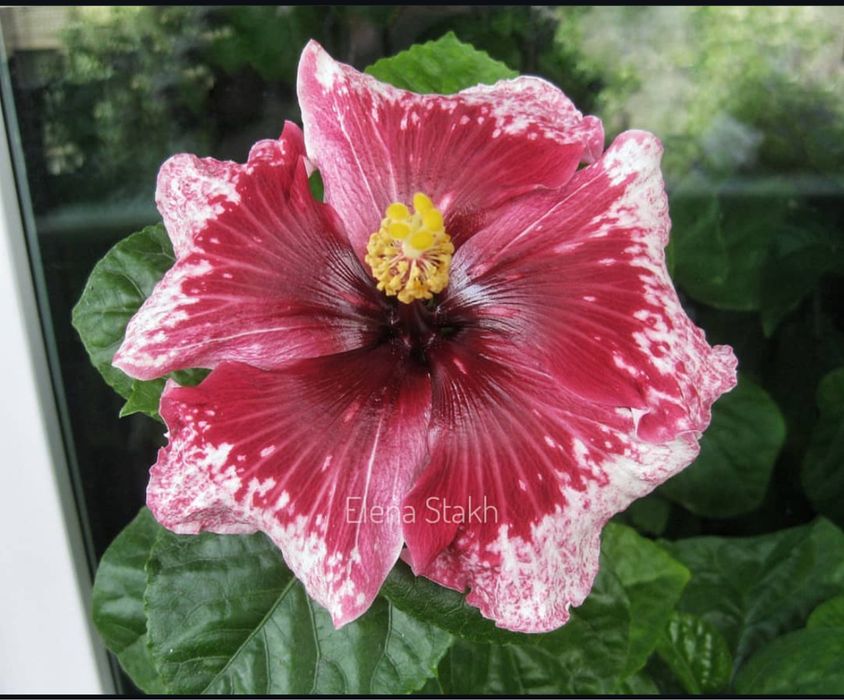 Сортовые гибискусы излишки