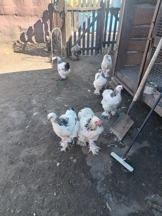 продам куры брама