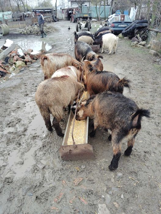 Vând 27 de capre și un țap
