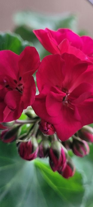 Пеларгония 1200тг