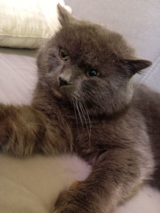 Британский голубой кот