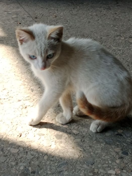 Отдам в хорошие руки котят