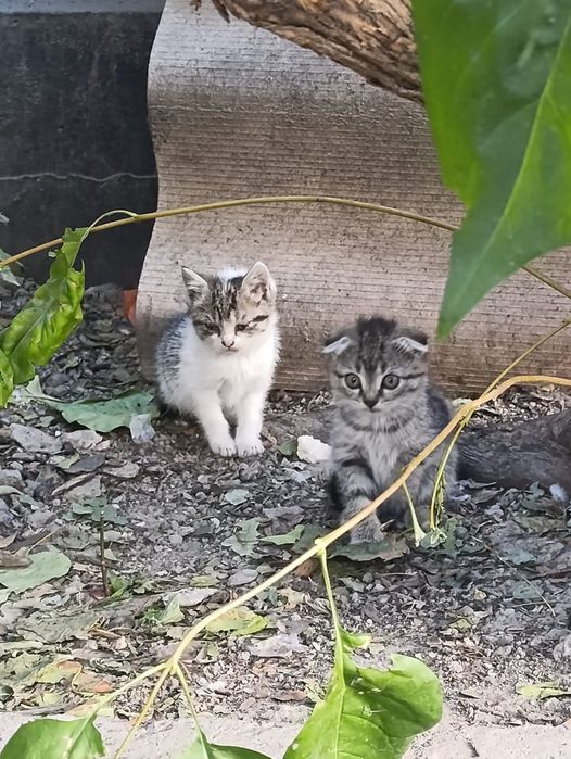 Отдам кошечек в хорошие руки