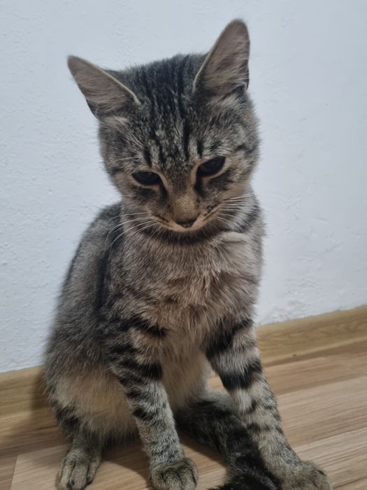 Donez motan in varsta de 1 an foarte blând