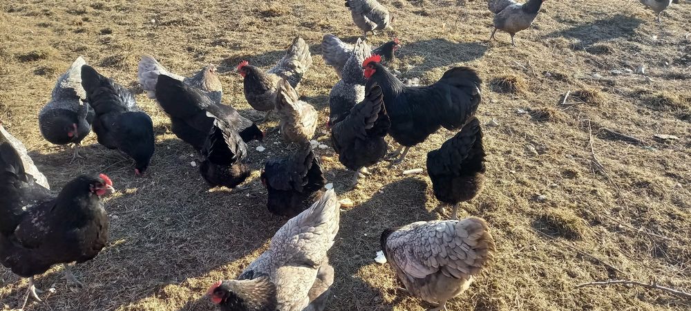 Oua Australorp de incubat