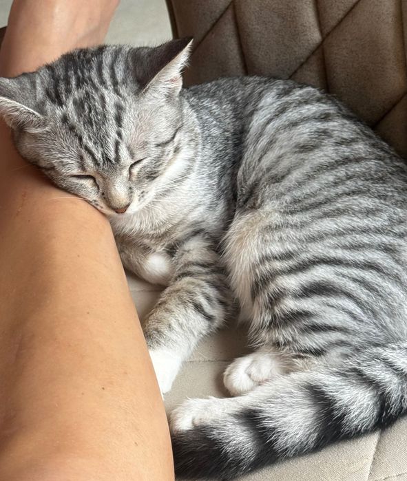 Отдам котёнка в любящие руки