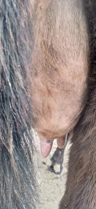 Жондор калсо олдига