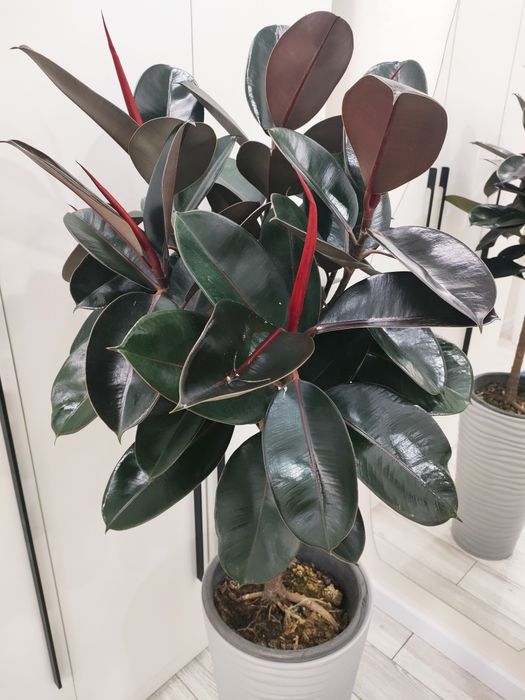 Комнатные цветы, доставка