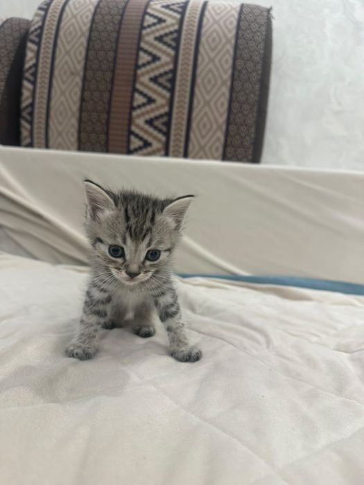 Котята шатланские вислоухие