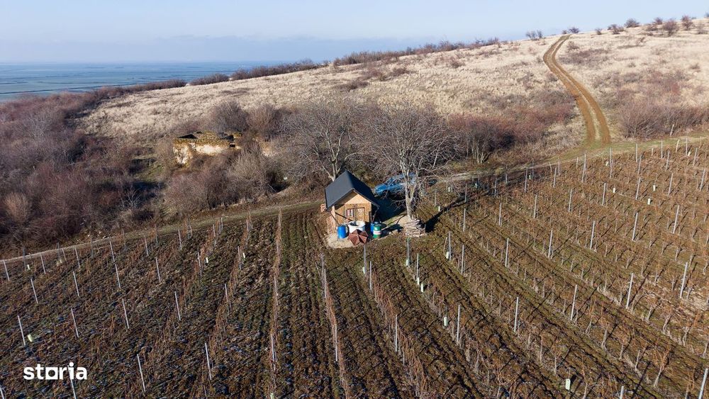 Vita-de-vie Premium  teren de 6800 mp în Covăsinț