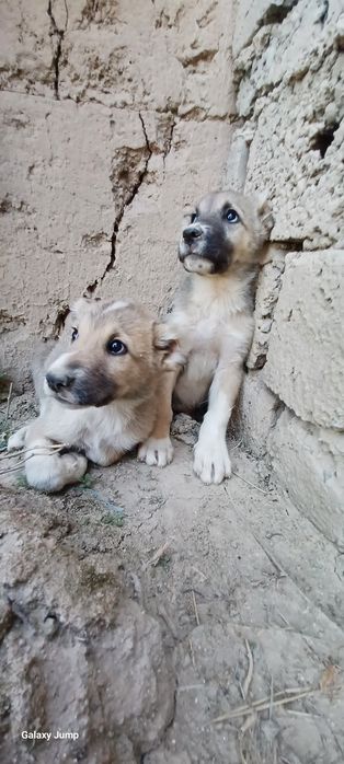 Собака 1мес 7 кг