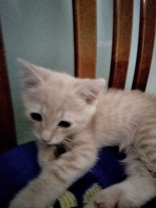 Отдам бесплатно котенка