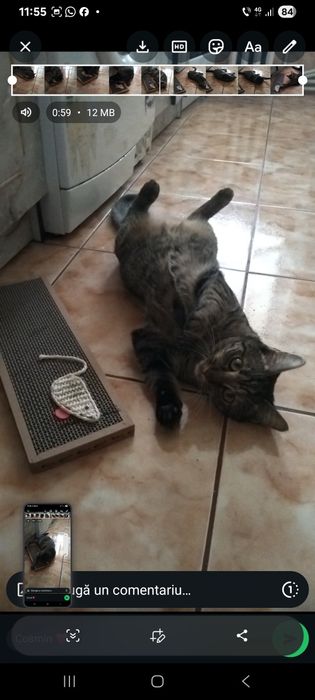 Doua pisici isi cauta căsuța