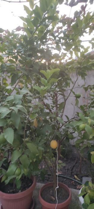Лимонови дръвчета