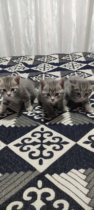 Котята крысолова.