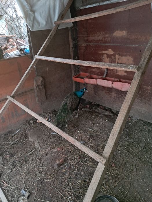 Павлин обмен тазыга