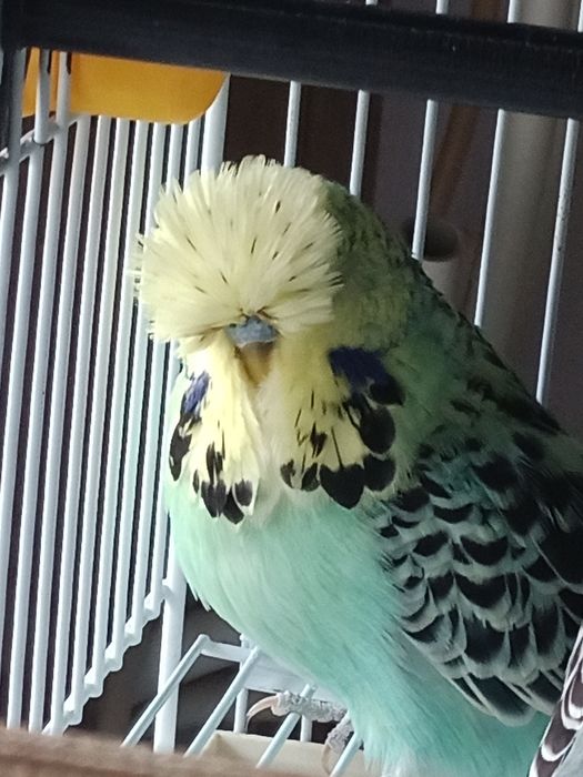 Perusi standard si hagoromo inelati+documentatie