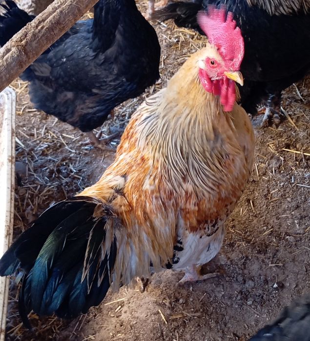 Xoʻroz sotiladi 1 dona