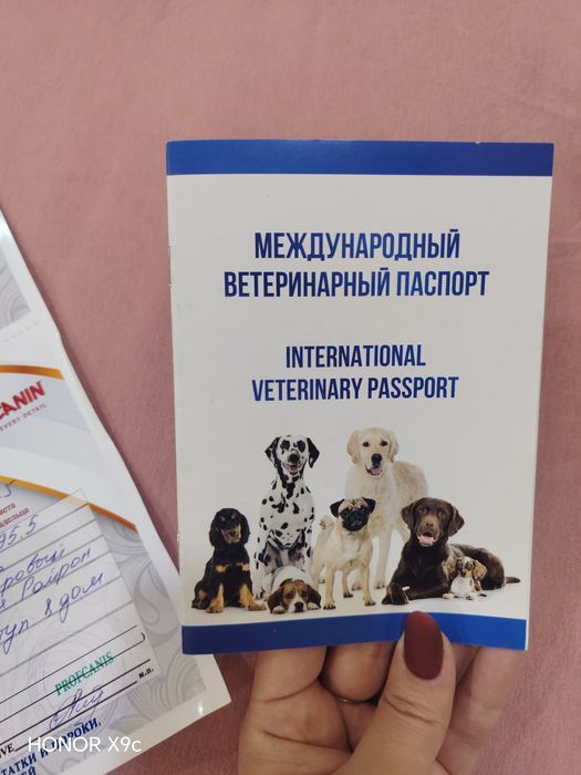 Кане корсо 6 месяцев